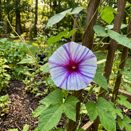 Bayou Beauty Japanese – Garden Flower Seeds