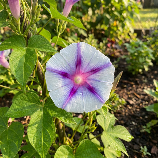 Bayou Beauty Japanese – Garden Flower Seeds