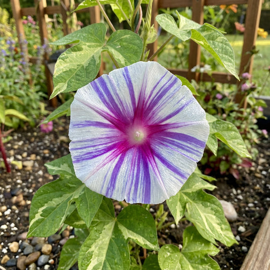 The Blizzard On – Garden Flower Seeds