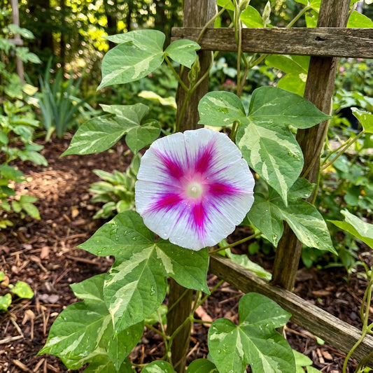 The Blizzard On – Garden Flower Seeds