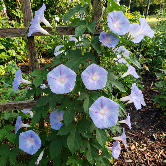 Kikyo Blue Halo – Garden Flower Seeds
