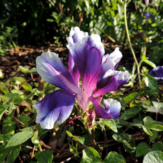 Blue Emperor Japanese – Garden Flower Seeds