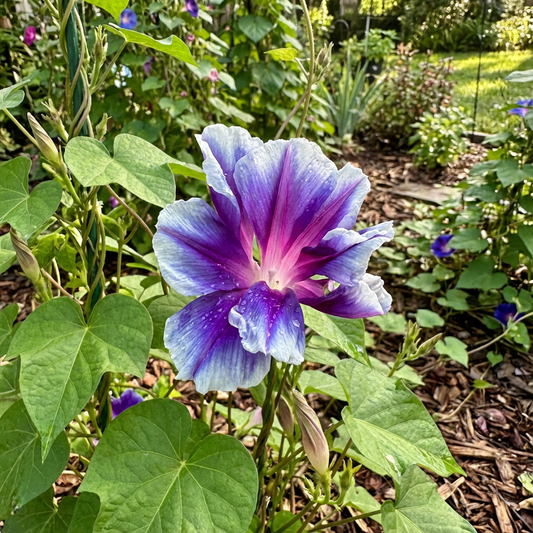 Blue Emperor Japanese – Garden Flower Seeds