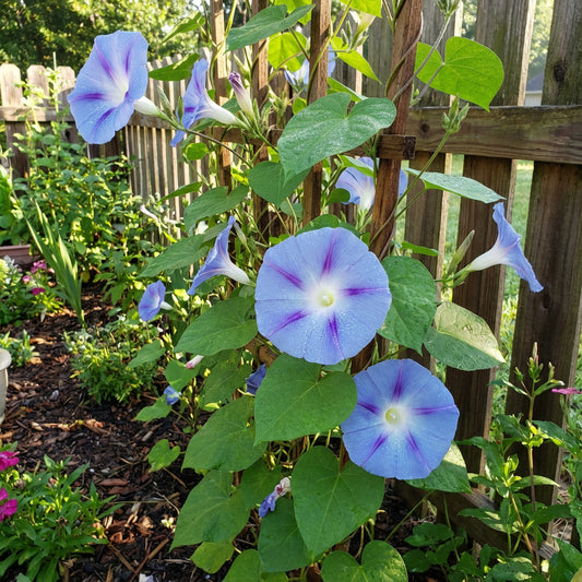 Sky Blue Shibori – Garden Flower Seeds