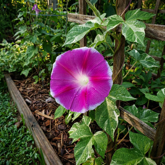The Dawn Of – Garden Flower Seeds