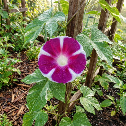 Red Blizblast Youjiro – Garden Flower Seeds