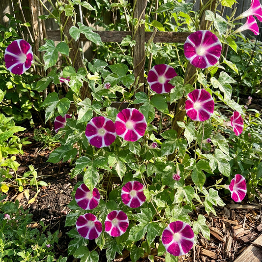 Red Blizblast Youjiro – Garden Flower Seeds
