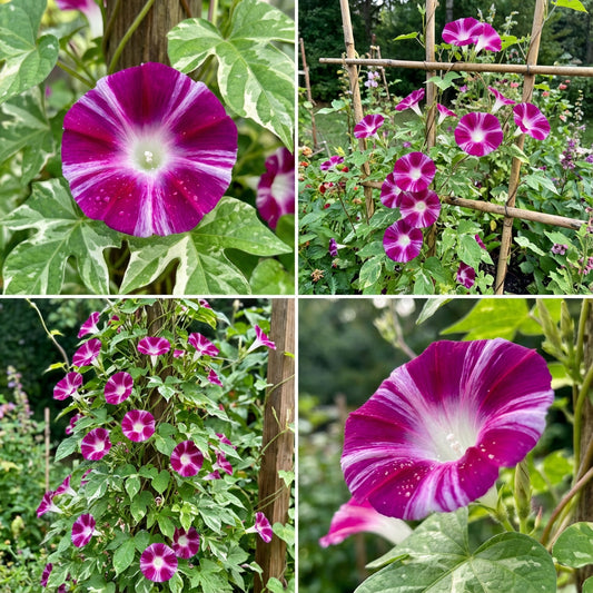 Kikyo Roseflakes Japanese – Garden Flower Seeds