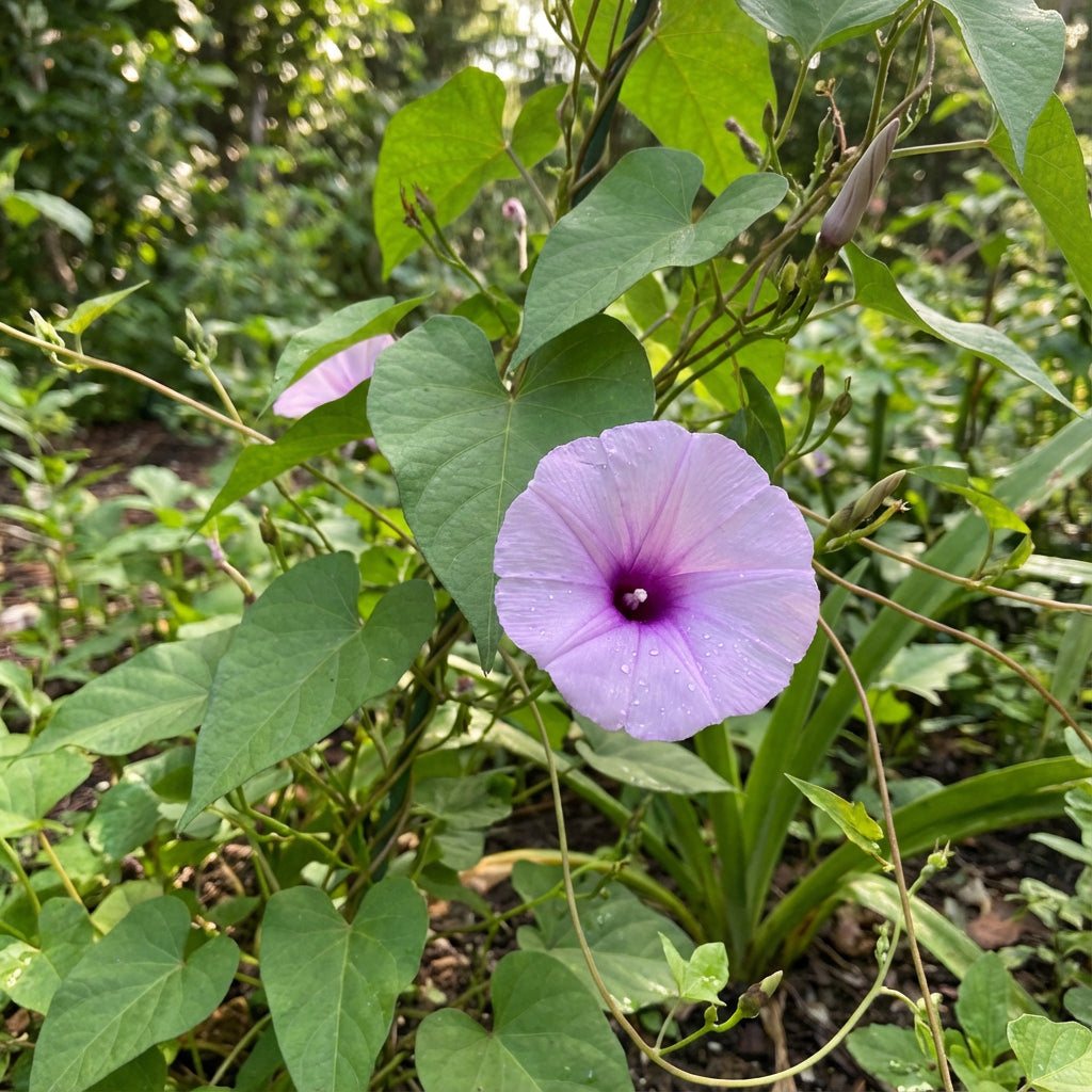 Wrights Morning Glory – Garden Flower Seeds