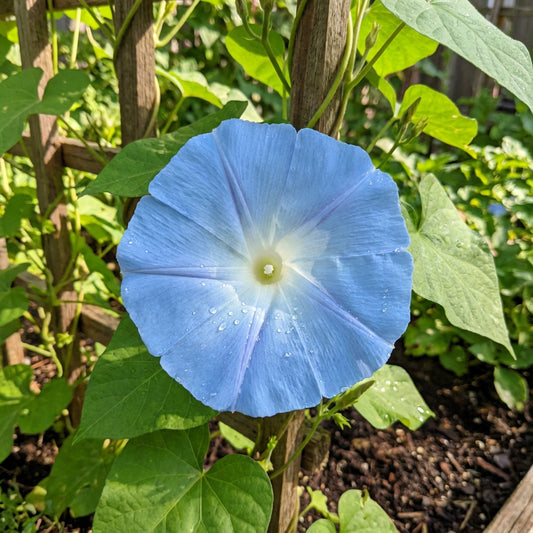 Clear Blue Sky – Garden Flower Seeds