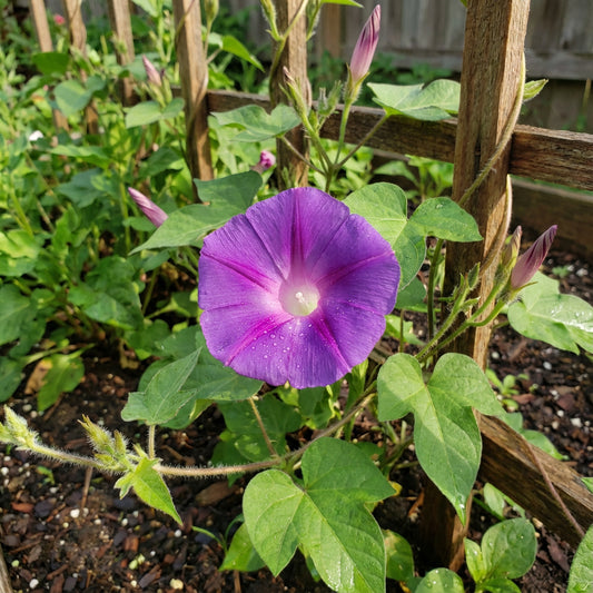 Purple Blast Japanese – Garden Flower Seeds