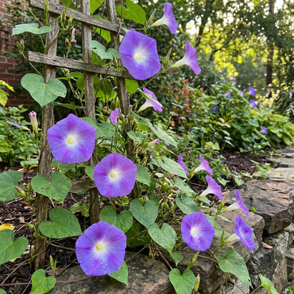 Wedding Bells Ipomoea – Colorful Flower Seeds