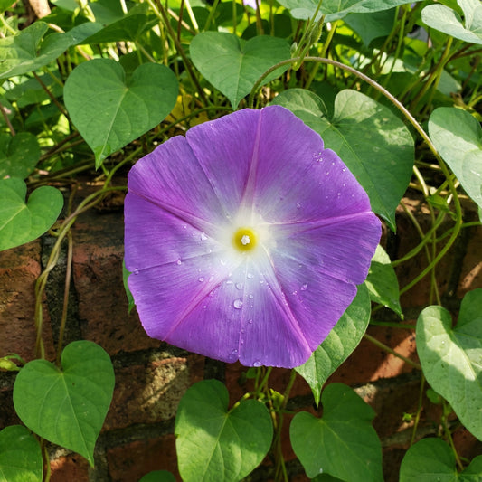 Wedding Bells Ipomoea – Colorful Flower Seeds