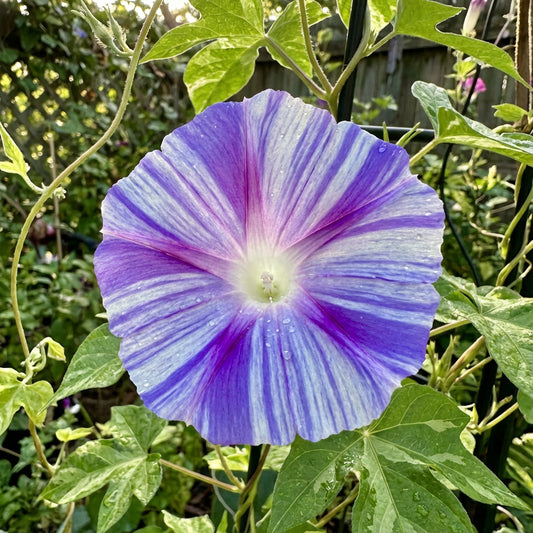 Lightning Raiko Japanese – Garden Flower Seeds