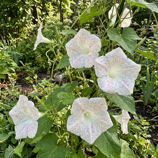 Kikyo Light Pink – Garden Flower Seeds