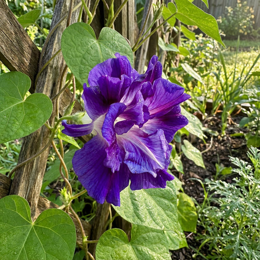 Purple Hige Ipomoea – Garden Flower Seeds