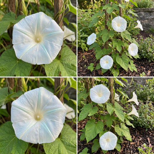 Ice Silk Japanese – Garden Flower Seeds