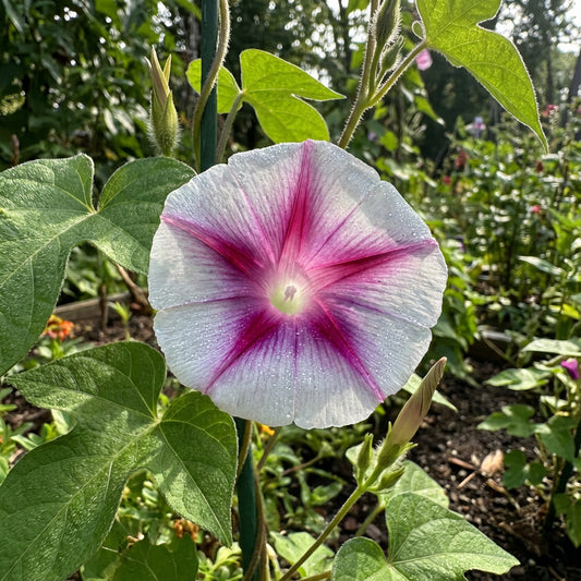 Garnet Star Japanese – Garden Flower Seeds