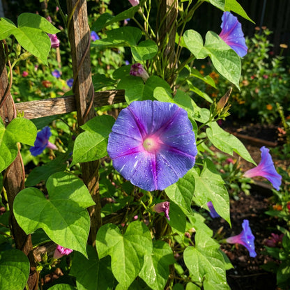 Azure Star Japanese – Garden Flower Seeds