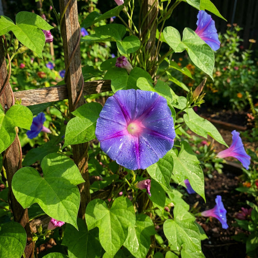 Azure Star Japanese – Garden Flower Seeds