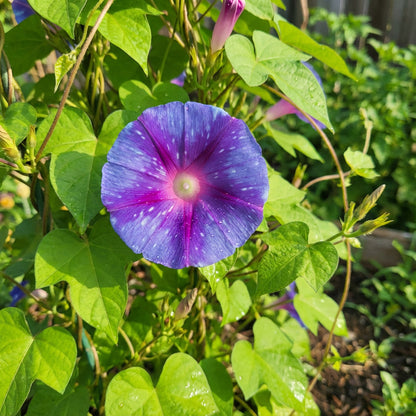 Azure Star Japanese – Garden Flower Seeds