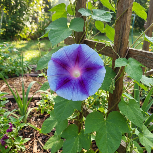 North Star Japanese – Garden Flower Seeds