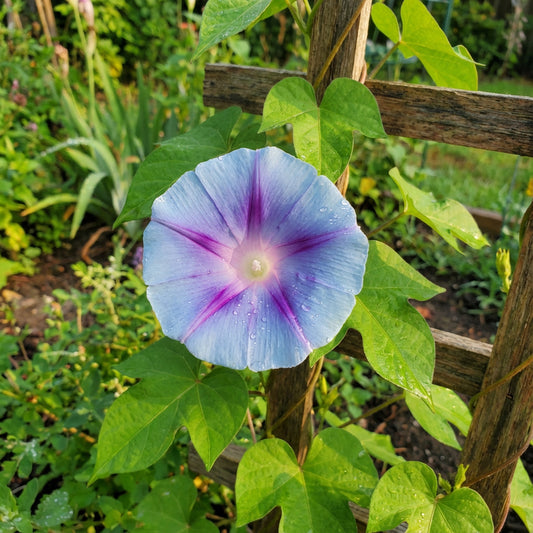 North Star Japanese – Garden Flower Seeds