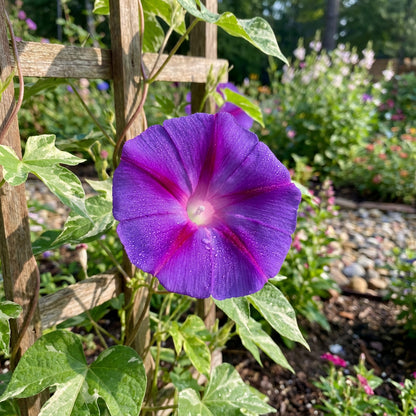 The Purple At – Garden Flower Seeds
