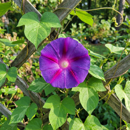 The Purple At – Garden Flower Seeds