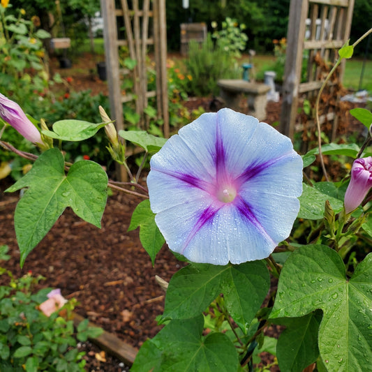 Blue Blazes Japanese – Garden Flower Seeds