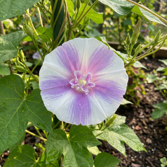 Pink Youjiro With – Garden Flower Seeds