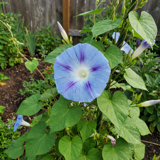Decapo Light Blue – Garden Flower Seeds