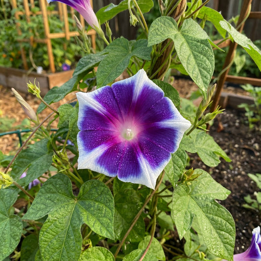 Kikyo Split Purpleflakes – Garden Flower Seeds