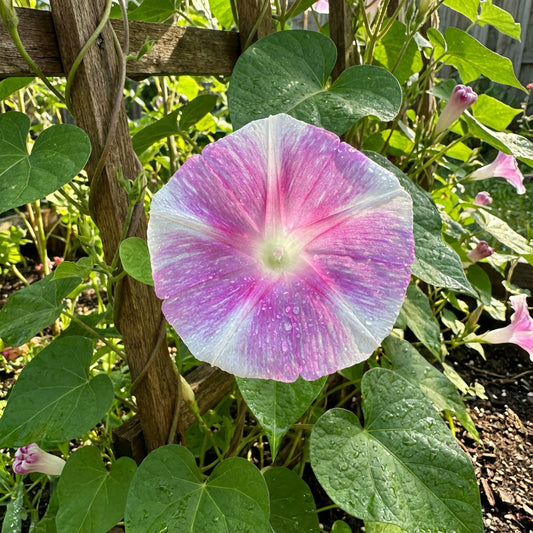 Pink Sparkle Fuji – Garden Flower Seeds