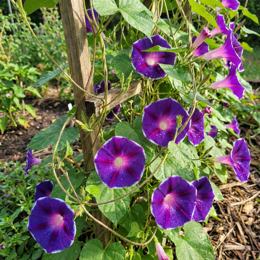 Dark Violet Kawaii – Garden Flower Seeds