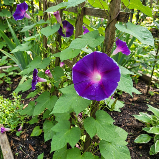 Dark Violet Kawaii – Garden Flower Seeds