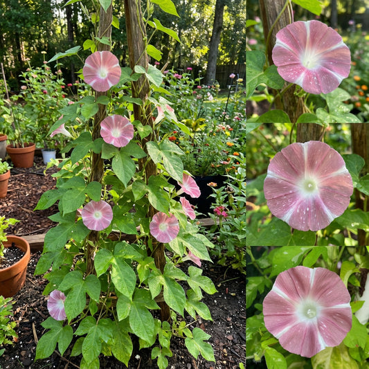 Pumpkin Pie Japanese – Garden Flower Seeds
