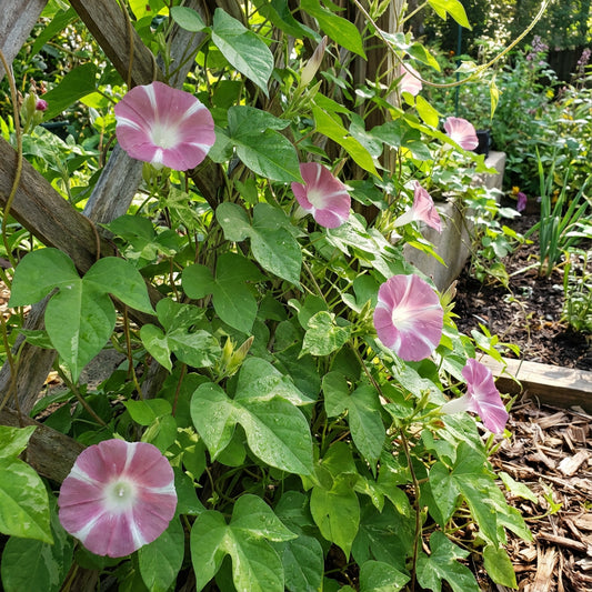 Pumpkin Pie Japanese – Garden Flower Seeds