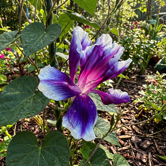 Anastassia Demono Mutant – Garden Flower Seeds