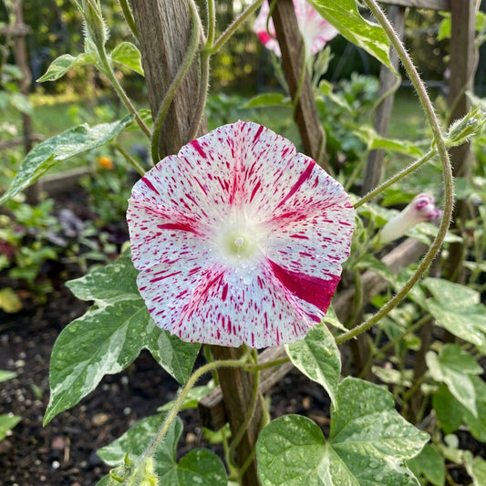 Kikyo Red Speckled – Garden Flower Seeds