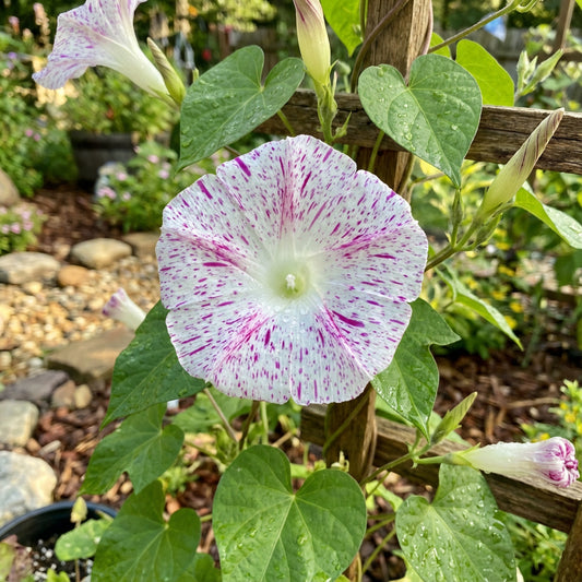 Kikyo Red Speckled – Garden Flower Seeds