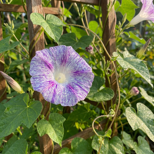 Purple Victorian Japanese – Garden Flower Seeds
