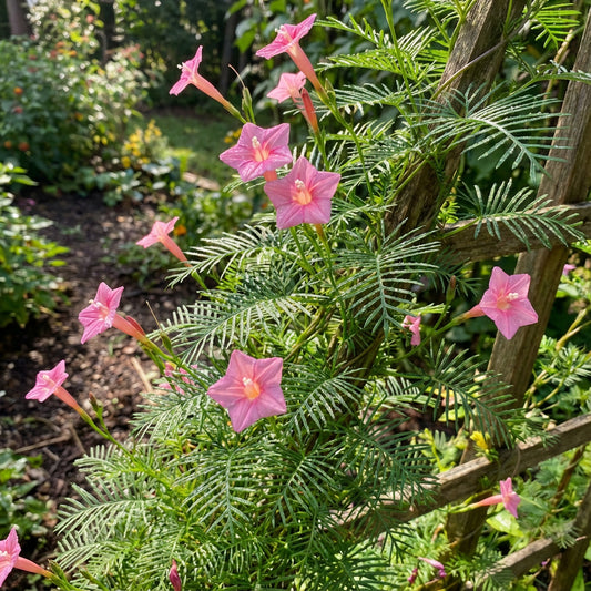 Peach Cypress Vine – Garden Fruit Seeds