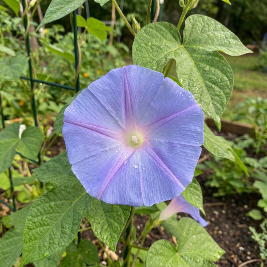 Sun Smile Blue – Garden Flower Seeds