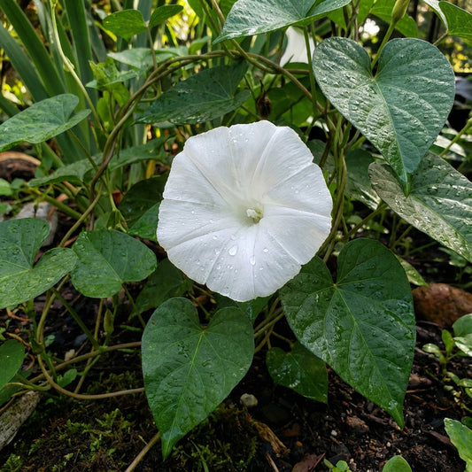White Tievine Ipomoea – Garden Flower Seeds