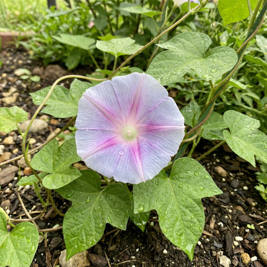 Kikyo Light Violet – Garden Flower Seeds