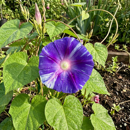 Light Blue Little – Garden Flower Seeds