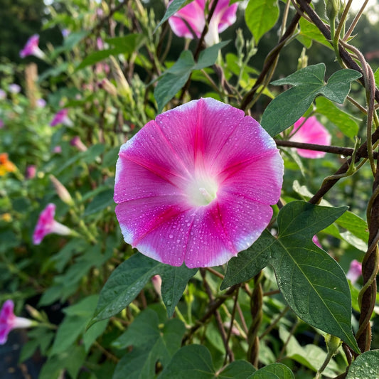 Picturesque Parasol Ehigasa – Garden Flower Seeds