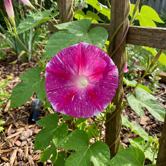 Picturesque Parasol Ehigasa – Garden Flower Seeds