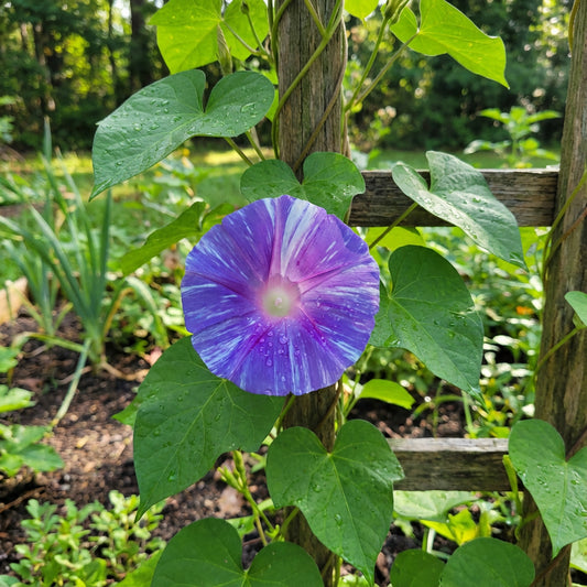 Light Blue Little – Garden Flower Seeds